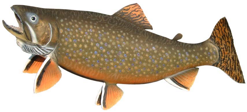 Photo: Brook Trout Click Here