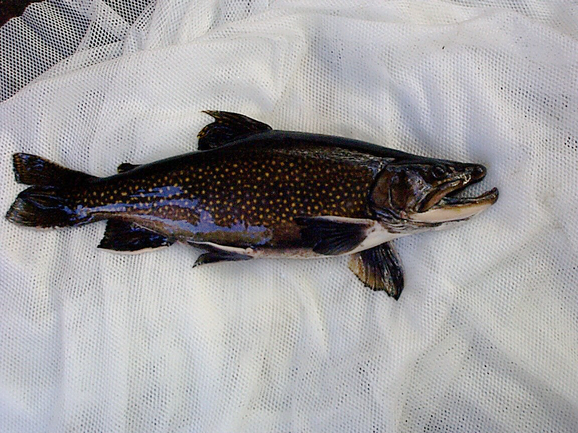 Photo: Little Tupper Strain Brook Trout  Click Here