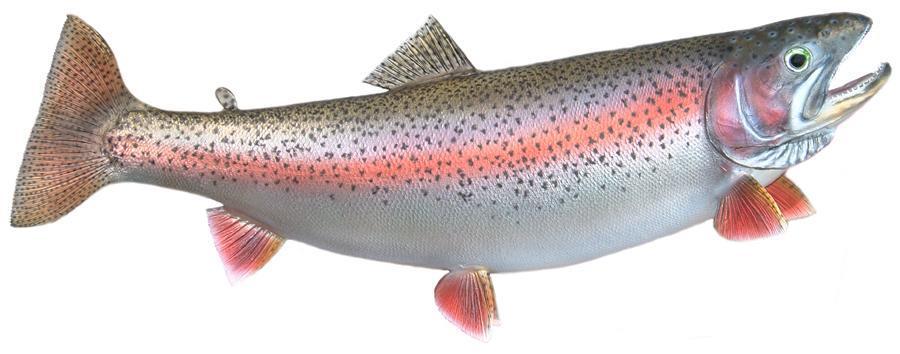 Rainbow Trout from the Warren County Fish Hatchery