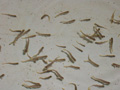 photo of fry