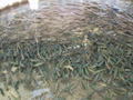 photo of yearling brook trout